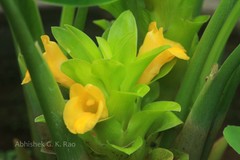 Curcuma ecalcarata